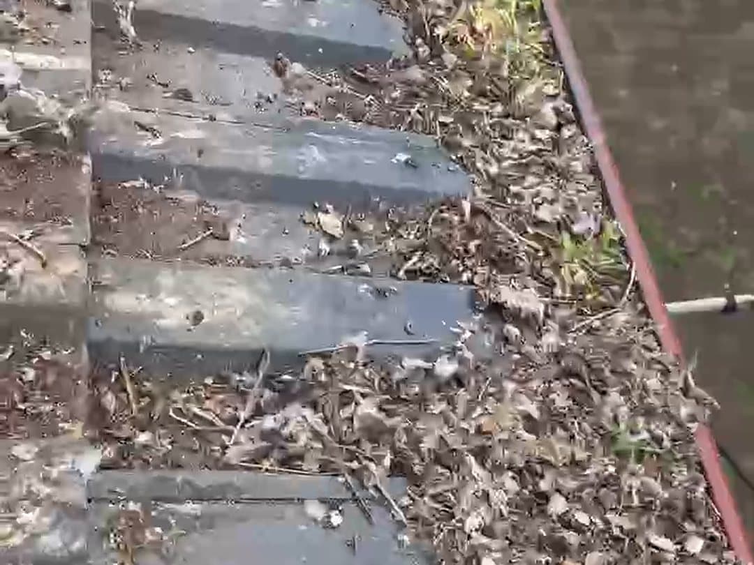 A roof gutter beside a tiled roof packed with leaves, feathers and built-up debris before cleaning