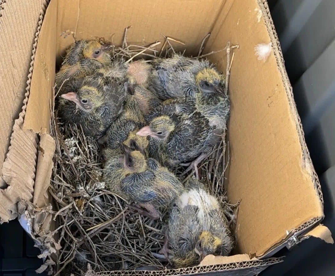 A cardboard box holding a nest of pigeon chicks removed from beneath residential solar panels