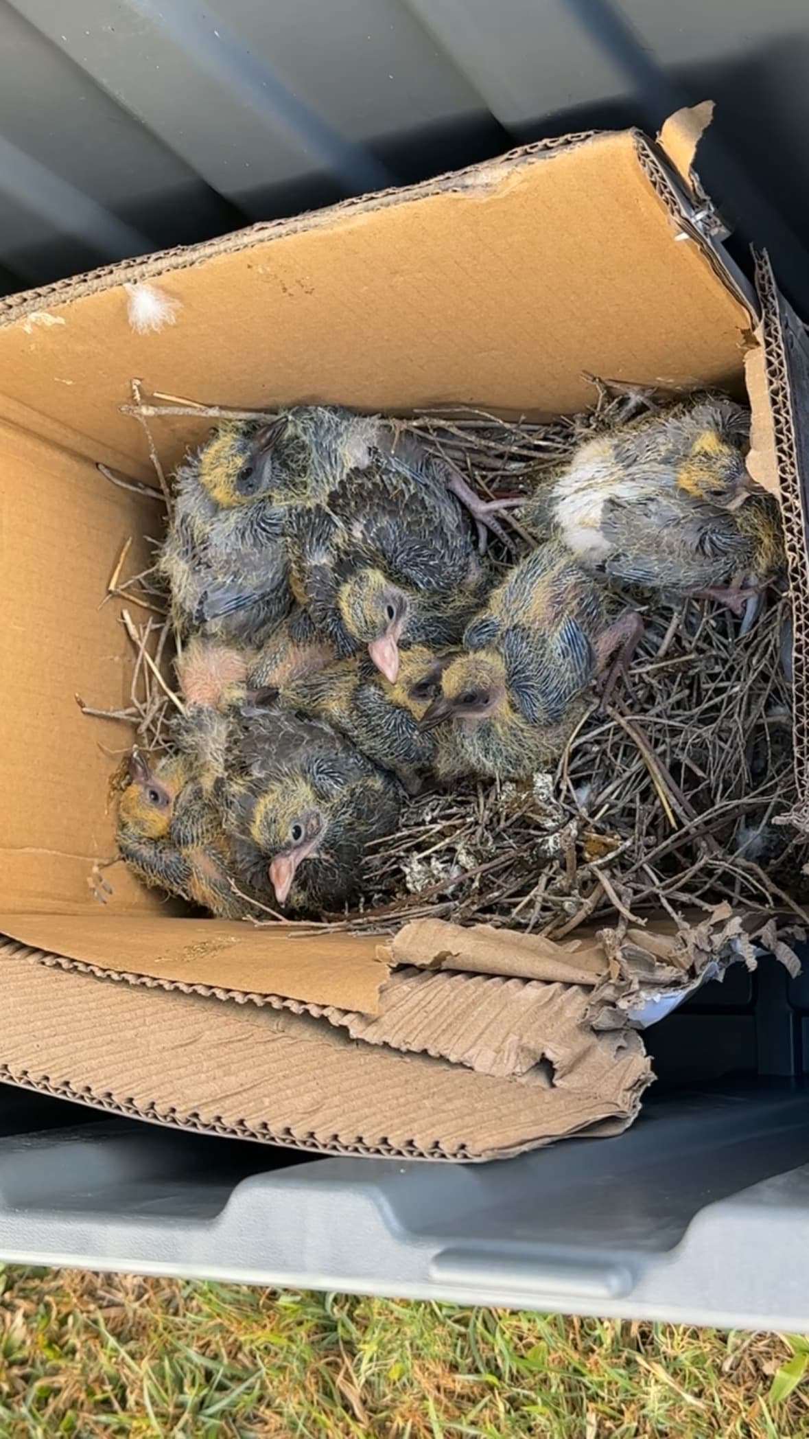 Baby birds and nesting material carefully relocated into a box during a Cream Clean bird and nest removal job